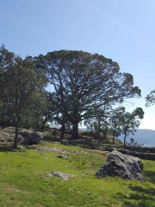 Três árvores classificadas de interesse público em Guimarães